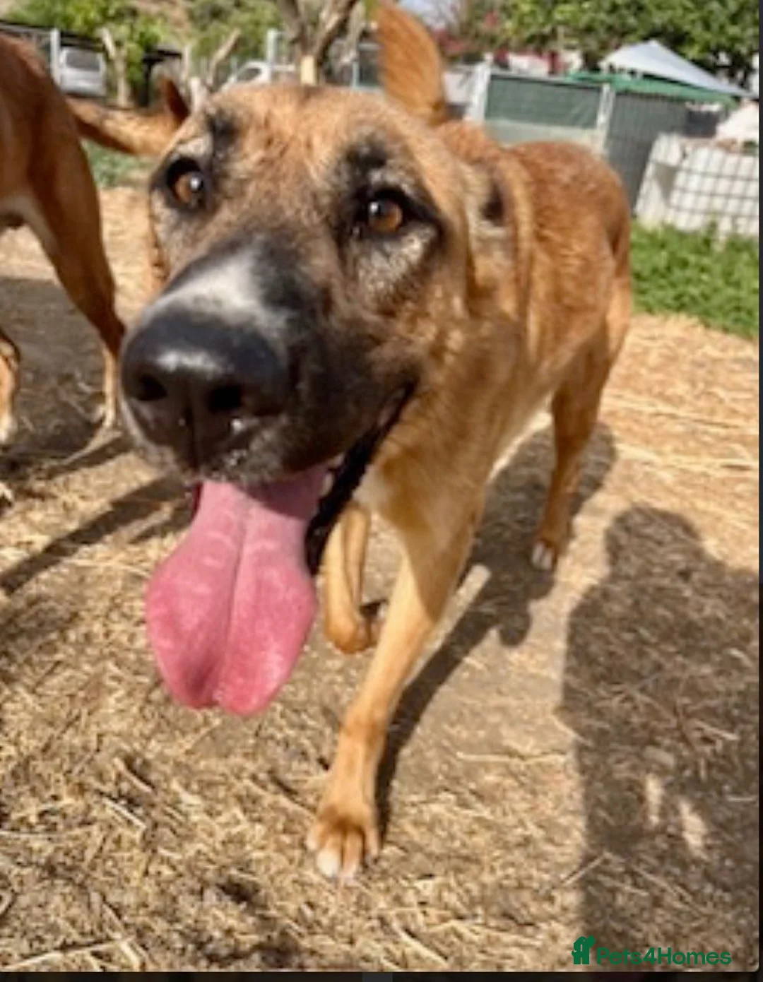 Mixed Breed dogs for adoption: 🐾 Meet Mae❤️ in Hengoed - Advert 2