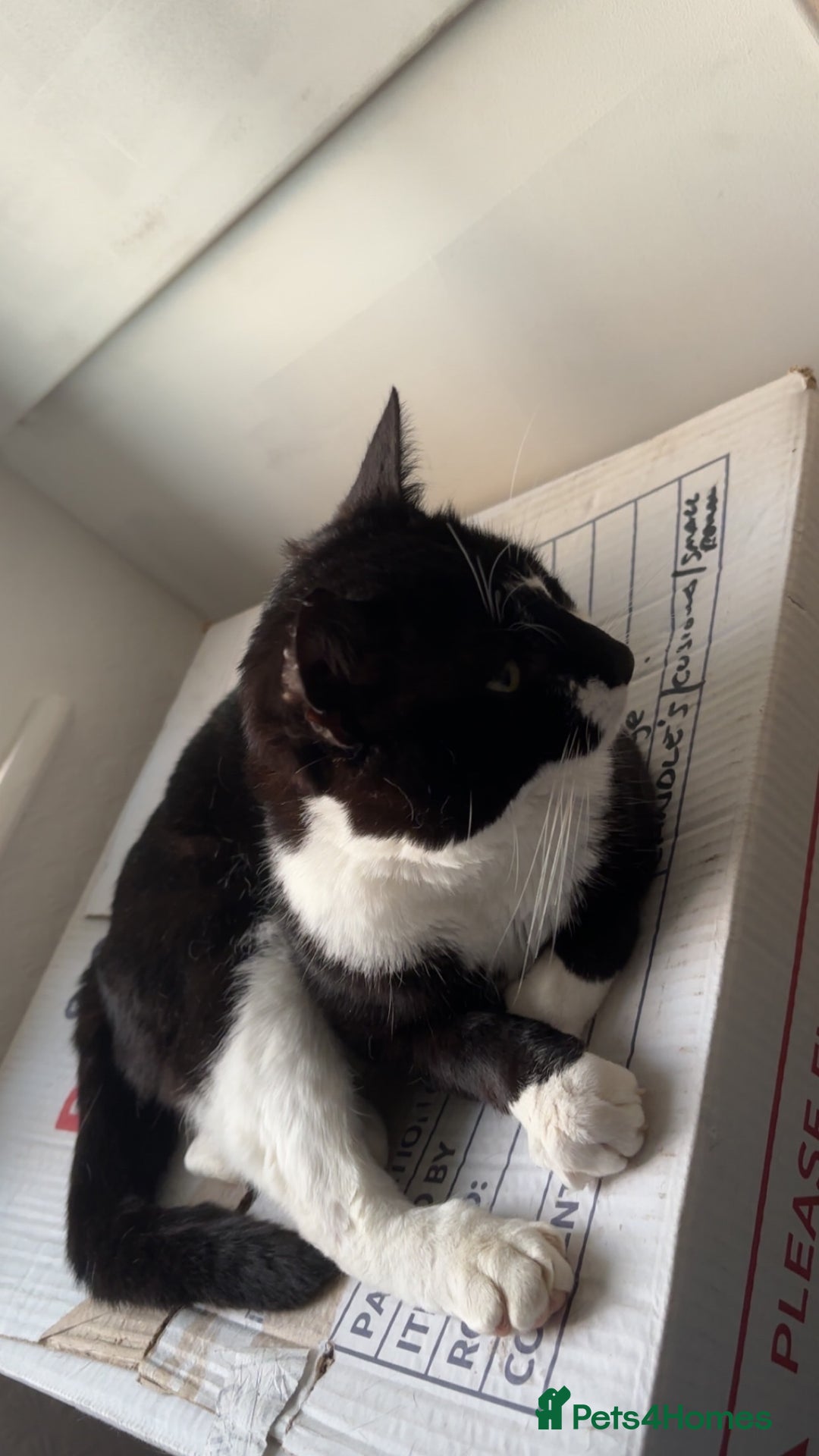 Mixed Breed cats for sale: 2 year old male - Advert 3