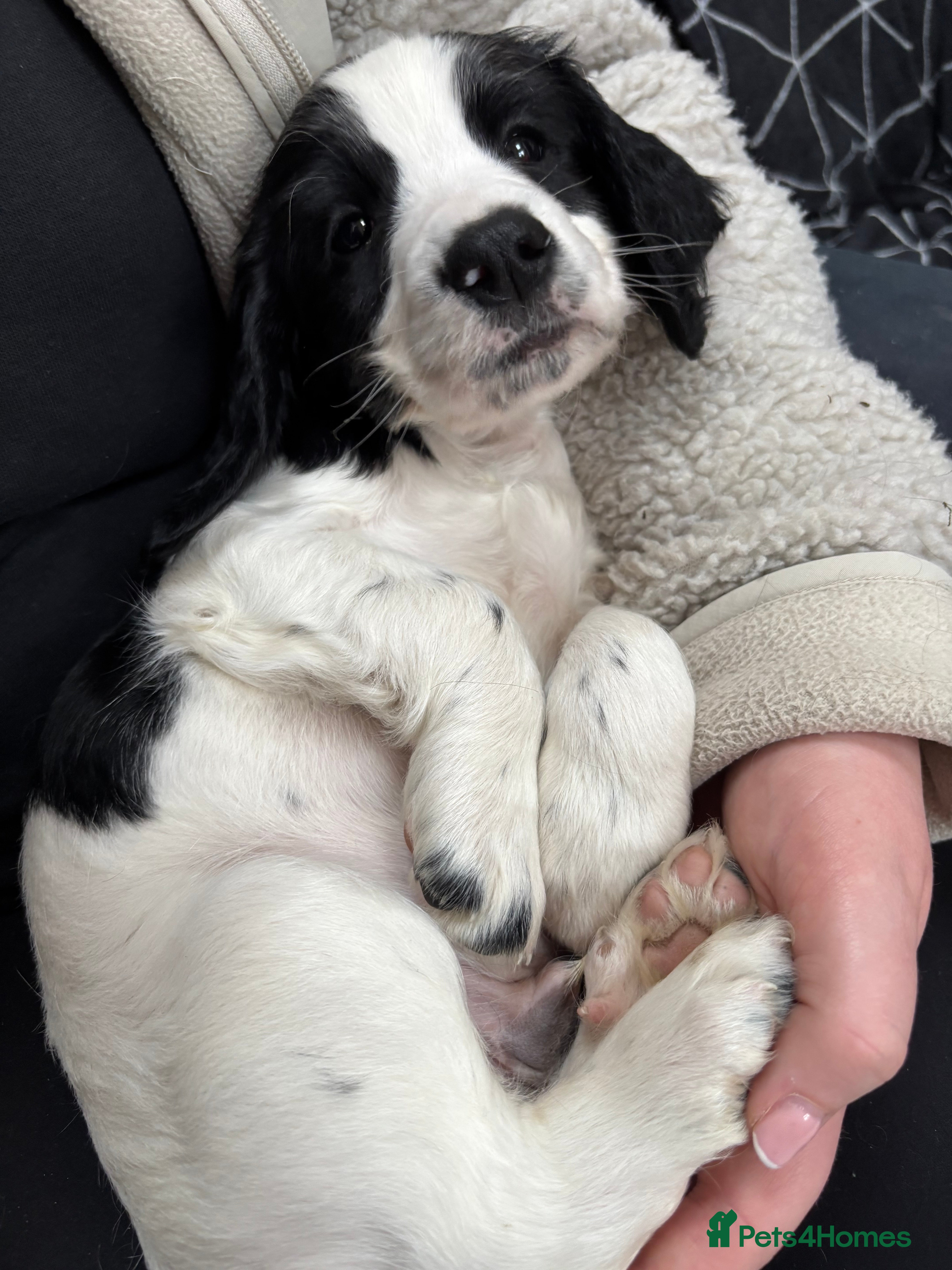 Sprocker dogs Sprocker Puppies -  2 left! 1 b&w boy/1 brown boy - Advert 3