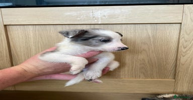 Border Collie dogs - Advert 2