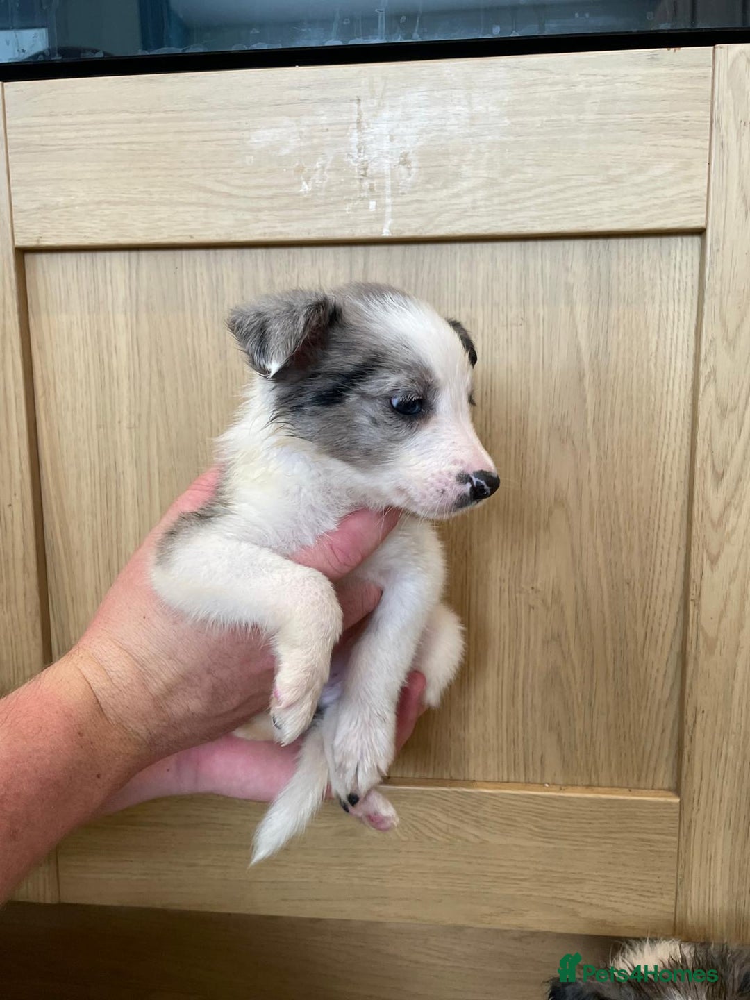 Border Collie dogs for sale: 4 Blue Merle Collie pups for sale - Image 2