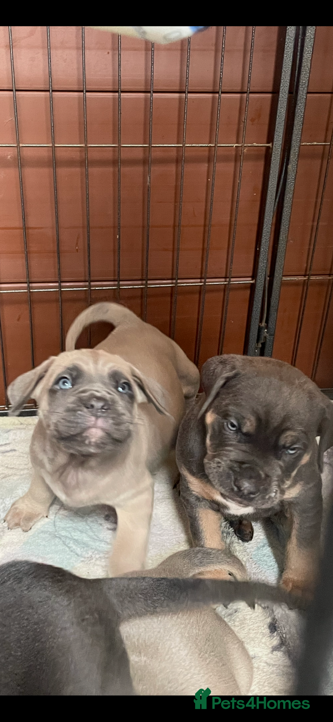 Cane Corso dogs for sale: CANE CORSO TOP QUALITY STRAJANO BLOODLINE FERMINTO - Advert 15