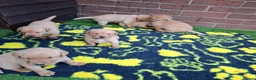 Labrador Retriever dogs for sale: KC REGISTERED WORKING LINE YELLOW LABRADOR PUPS - Advert 3