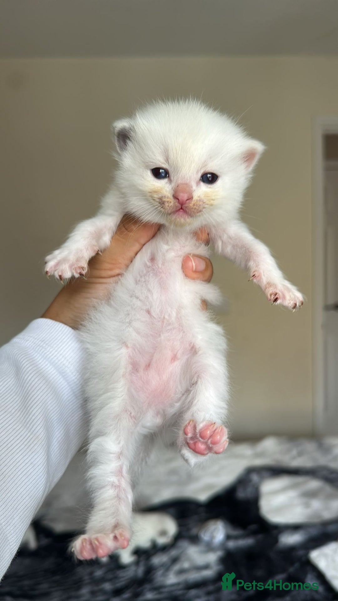 Ragdoll cats for sale: 🐾 Ragdoll Kittens Ready Soon!🐾 in Bridgwater - Image 16