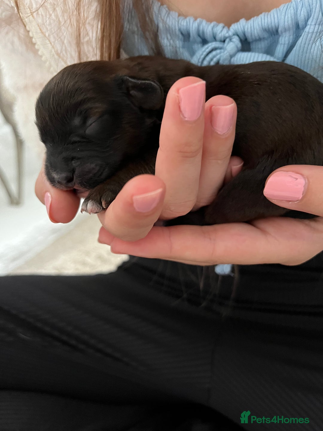 Jackapoo dogs for sale: Gorgeous Jackapoo Puppies Ready 17th November - Image 7