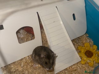 Hamster rodents - Advert 3