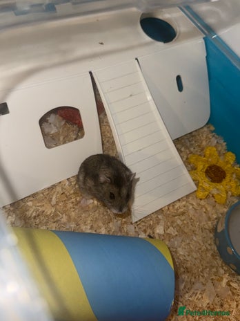 Hamster rodents - Advert 11