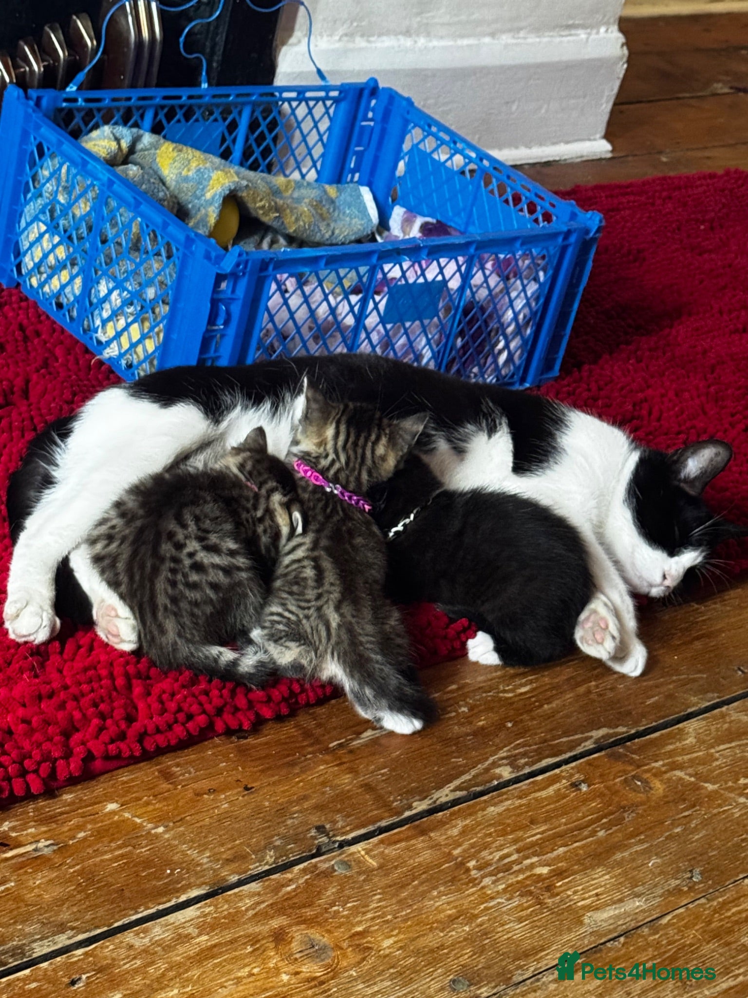Mixed Breed cats Beautiful kittens for sale  - Advert 6