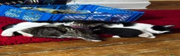 Mixed Breed cats for sale: Beautiful kittens for sale  - Advert 1