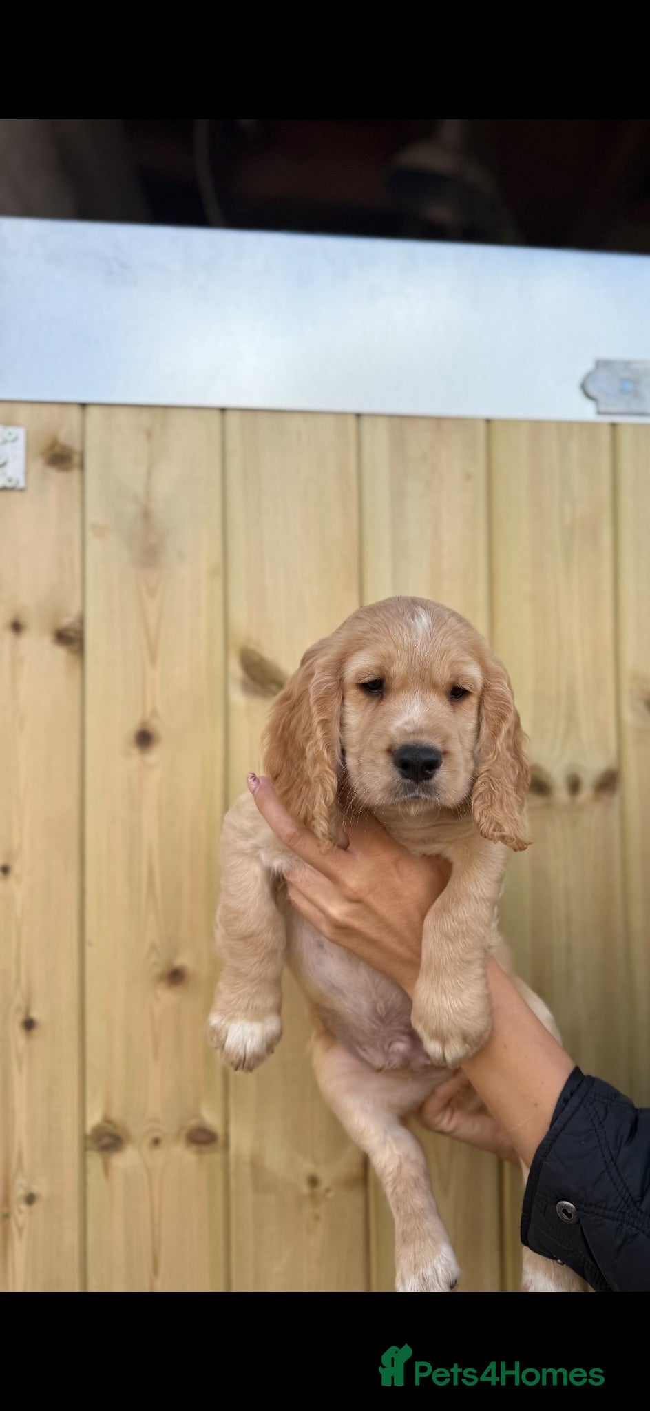 Cocker Spaniel dogs Cocker spaniel pups  - Advert 2