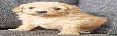 Poochon 6