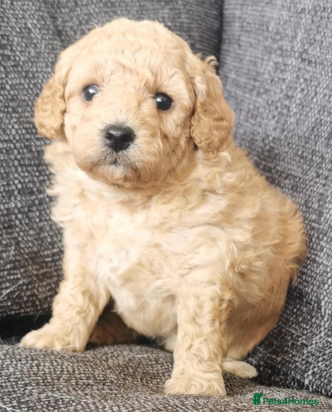 Poochon dogs for sale: Superb F1b Poochon Puppies  - Advert 16