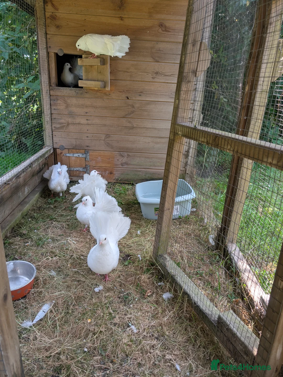 Pigeons birds for sale: Beautiful Pure White Fantail Doves  - Advert 5