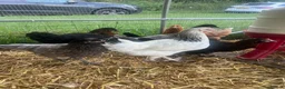 Chickens poultry for sale: Hybrid Hens - Point of Lay  - Advert 13