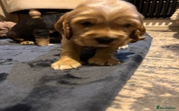 Cocker Spaniel dogs for sale: The Perfect Mix Cocker Puppies Working x Show  - Image 8