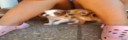 Cavalier King Charles Spaniel dogs for sale: KC Health tested Cavaliers  - Advert 6