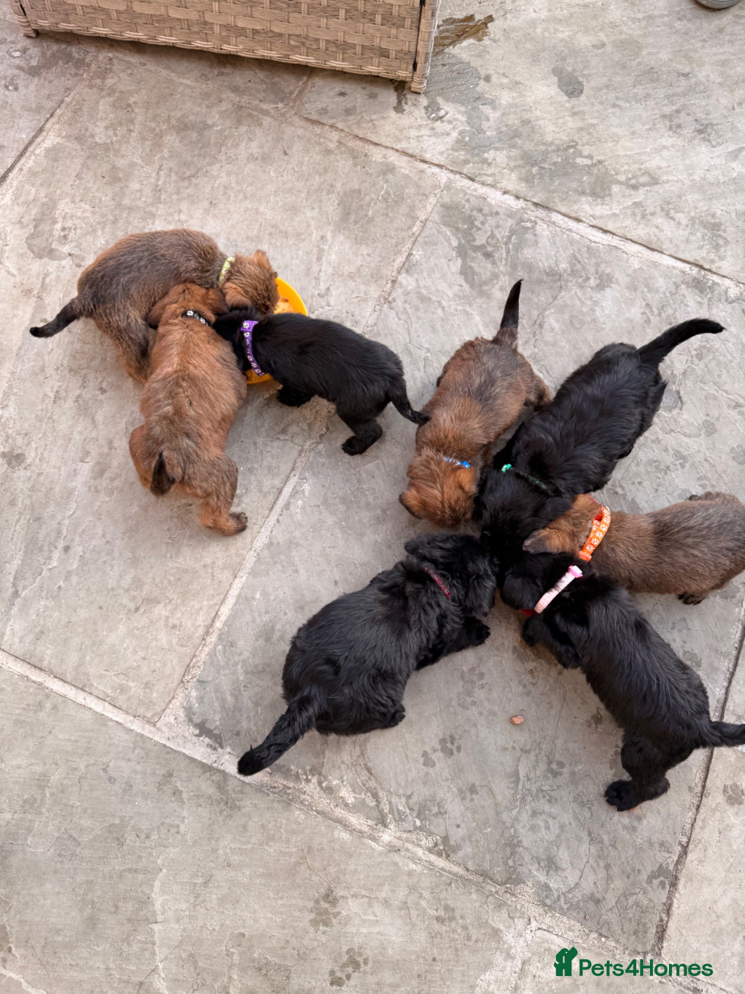 Mixed Breed dogs for sale: Whoodle puppies  - Advert 22