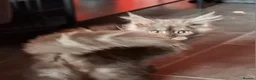 Maine Coon cats for sale: Pedigree Maine Coon Kittens in Manchester  - Advert 28