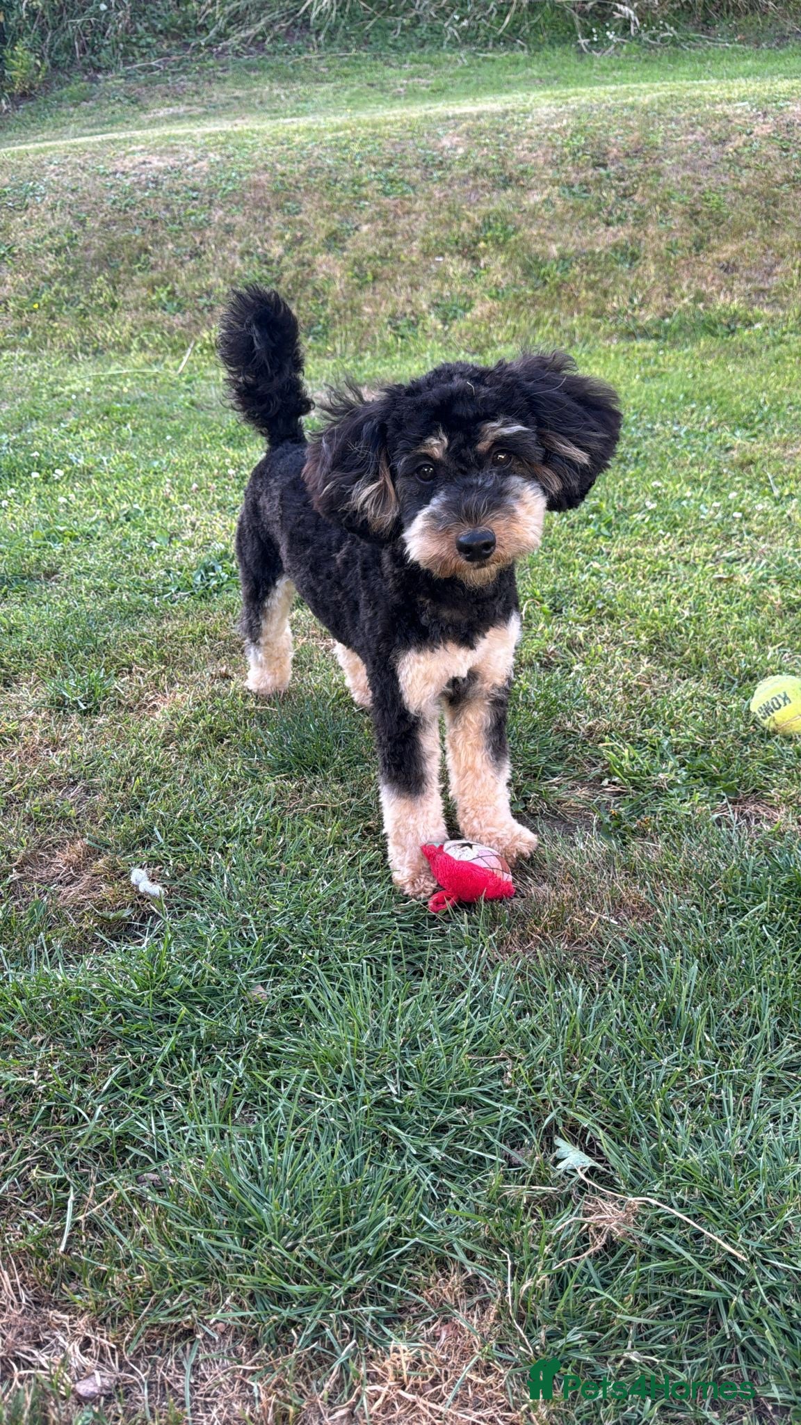 Mixed Breed dogs Toy x Miniature Poodle Puppies  - Advert 2