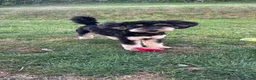 Mixed Breed dogs for sale: Toy x Miniature Poodle Puppies  - Advert 2