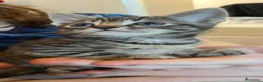 Mixed Breed 2
