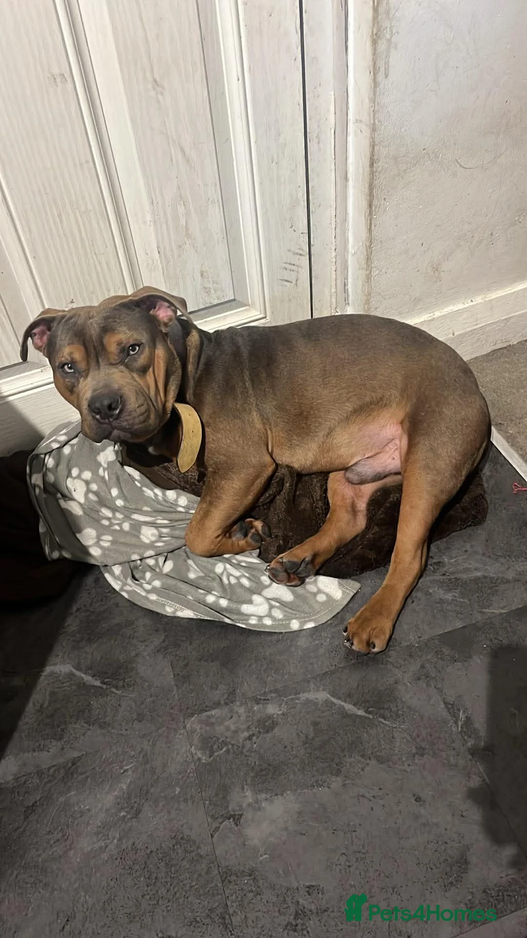 American Bully dogs for sale: Buster the pocket bully  in Bolton - Advert 1