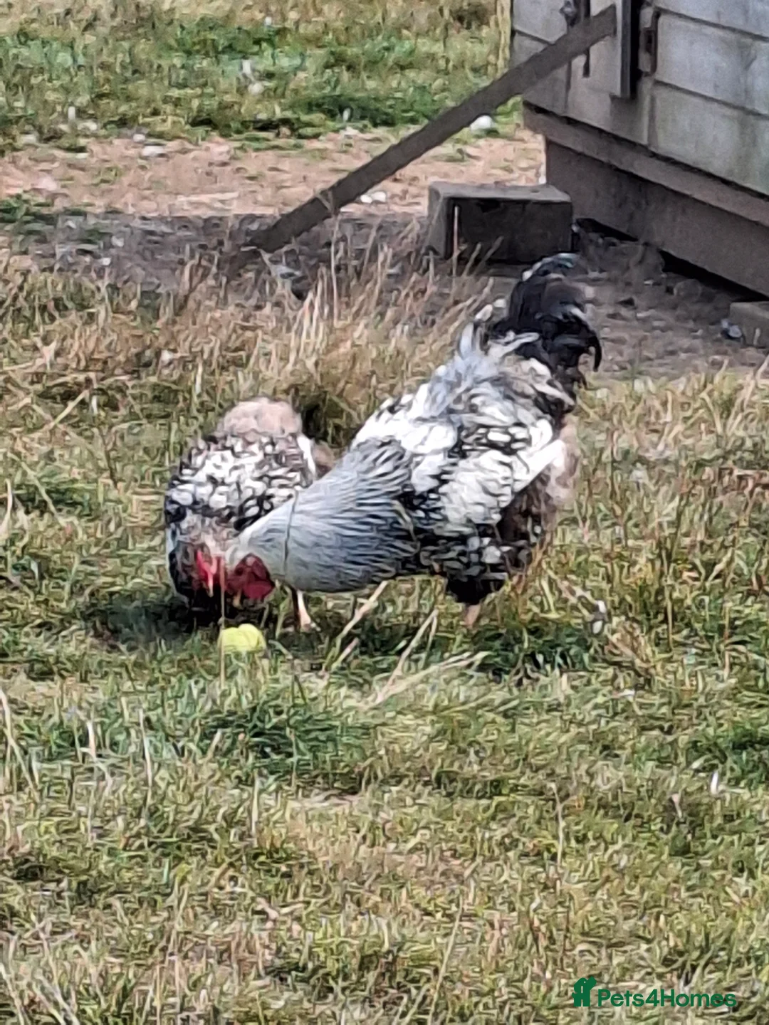 Chickens poultry for sale: LACED WYANDOTTES  - Advert 8