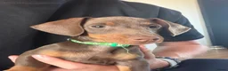 Miniature Dachshund dogs for sale: Mini Daschunds for Sale - Advert 11