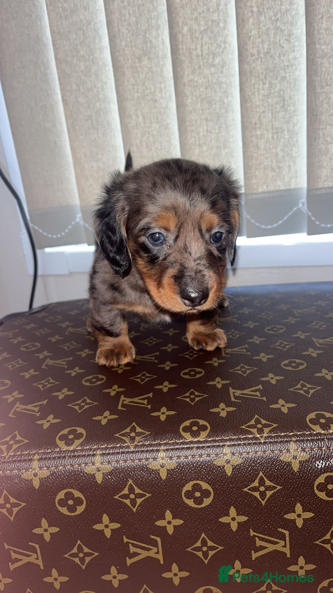 Miniature Dachshund dogs for sale: Miniature dachshund puppies - Advert 9
