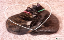 Mixed Breed cats for sale: Norwegian x pixiebob kittens mix available  - Image 5