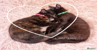 Mixed Breed cats - Advert 7