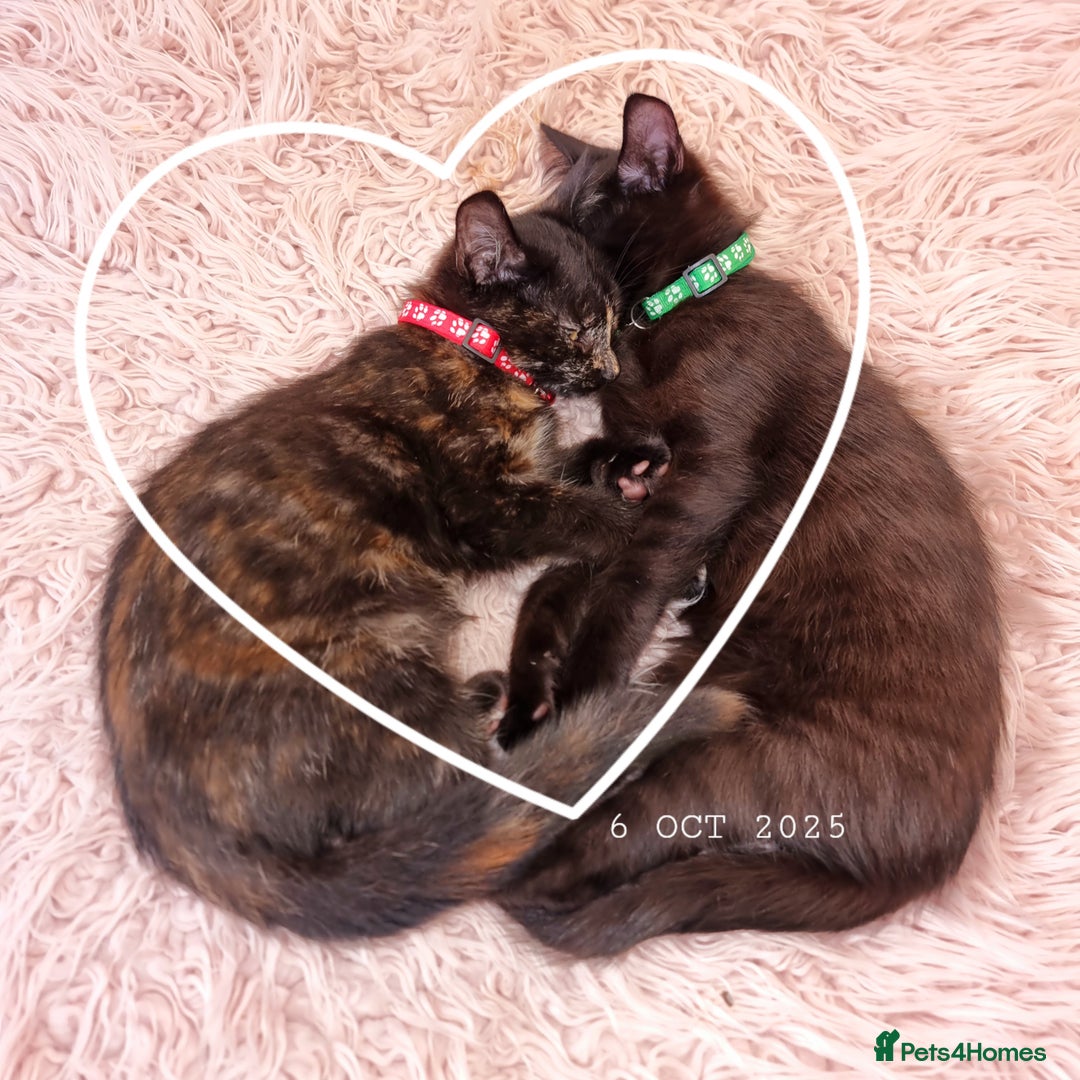 Mixed Breed cats for sale: Norwegian x pixiebob kittens mix available  - Image 5