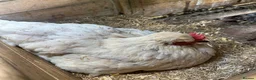 Chickens poultry for sale: Young Green Egger Hybrid Hen in Aylesbury - Advert 2