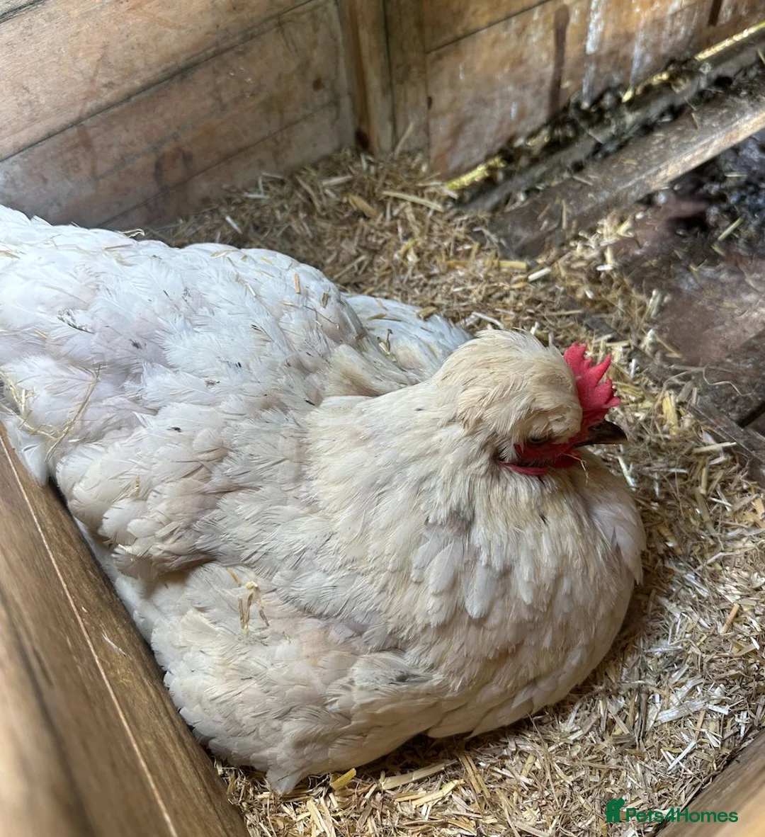 Chickens poultry for sale: Young Green Egger Hybrid Hen in Aylesbury - Advert 2