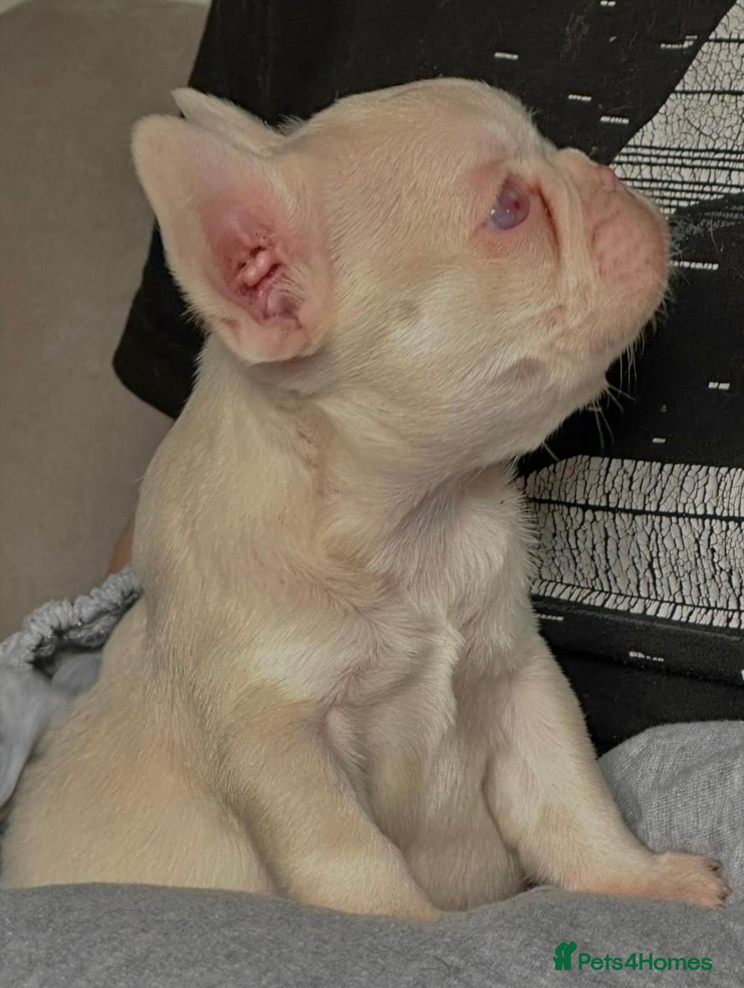 French Bulldog dogs for sale: Outstanding KC registered French Bulldog puppies - Advert 1