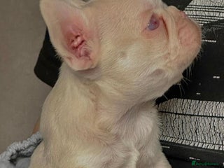 French Bulldog dogs Outstanding KC registered French Bulldog puppies - Advert 10