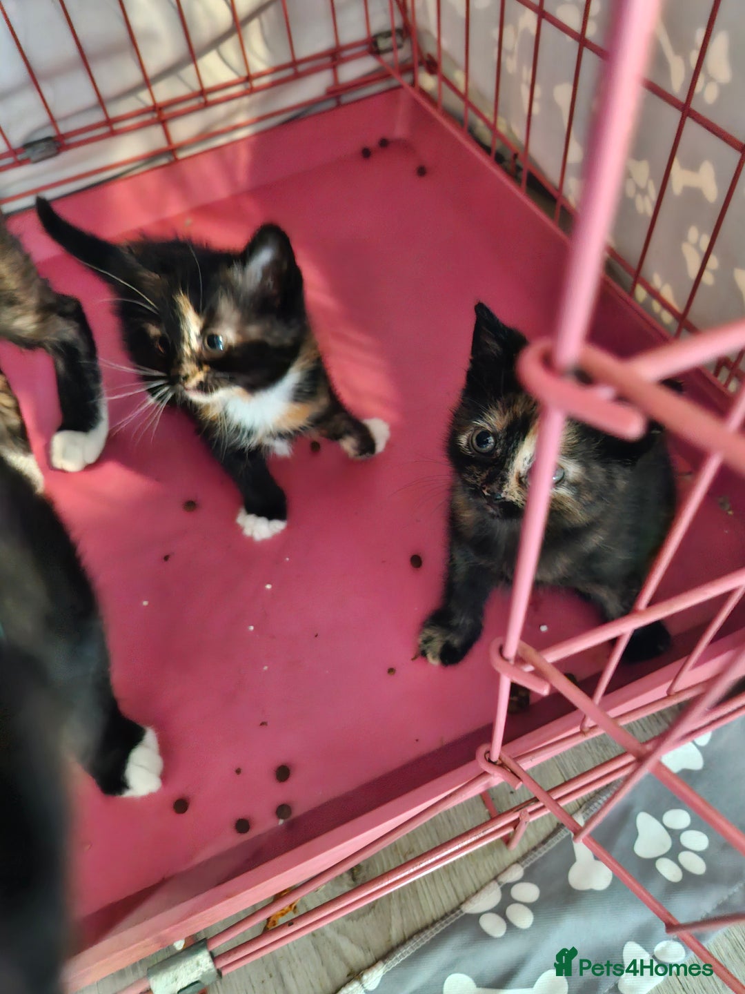 Mixed Breed cats for sale: 4 beautiful moggie girls  - Image 7