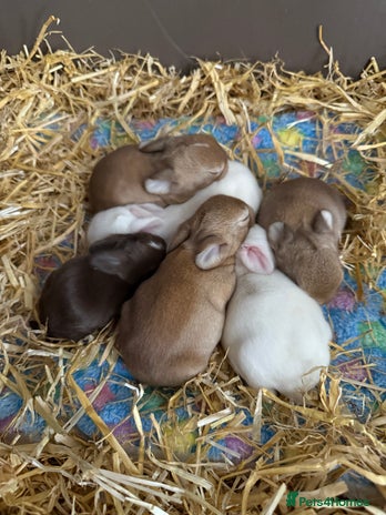 French Lop rabbits - Advert 1