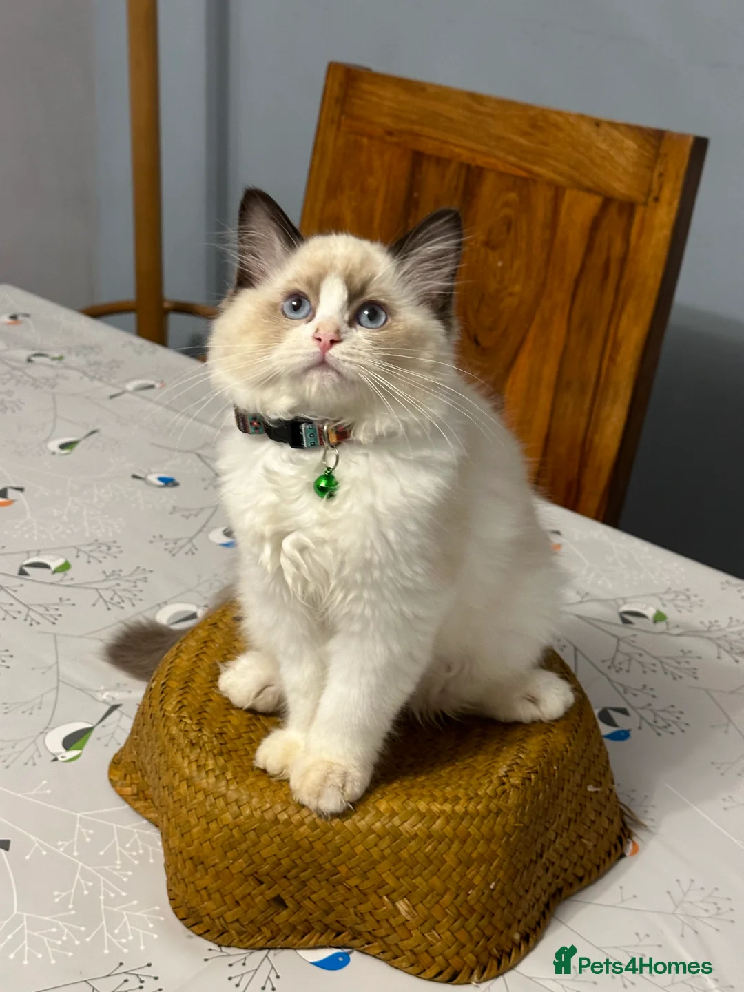 Ragdoll cats for sale:  ACTIVE CAT OR pet TICA Registered Ragdoll Kittens - Advert 31