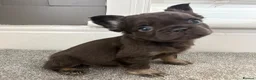 French Bulldog dogs for sale: 🎃🐾 FLUFFY FRENCH – READY 26TH OCTOBER! 🐾🎃 - Advert 4