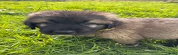 Caucasian Shepherd Dog dogs for sale: Caucasian shepherd pups. Final litter - Advert 22
