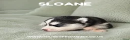 Pomsky dogs for sale: F3 Pomsky Puppies - all blue eyed  - Advert 4