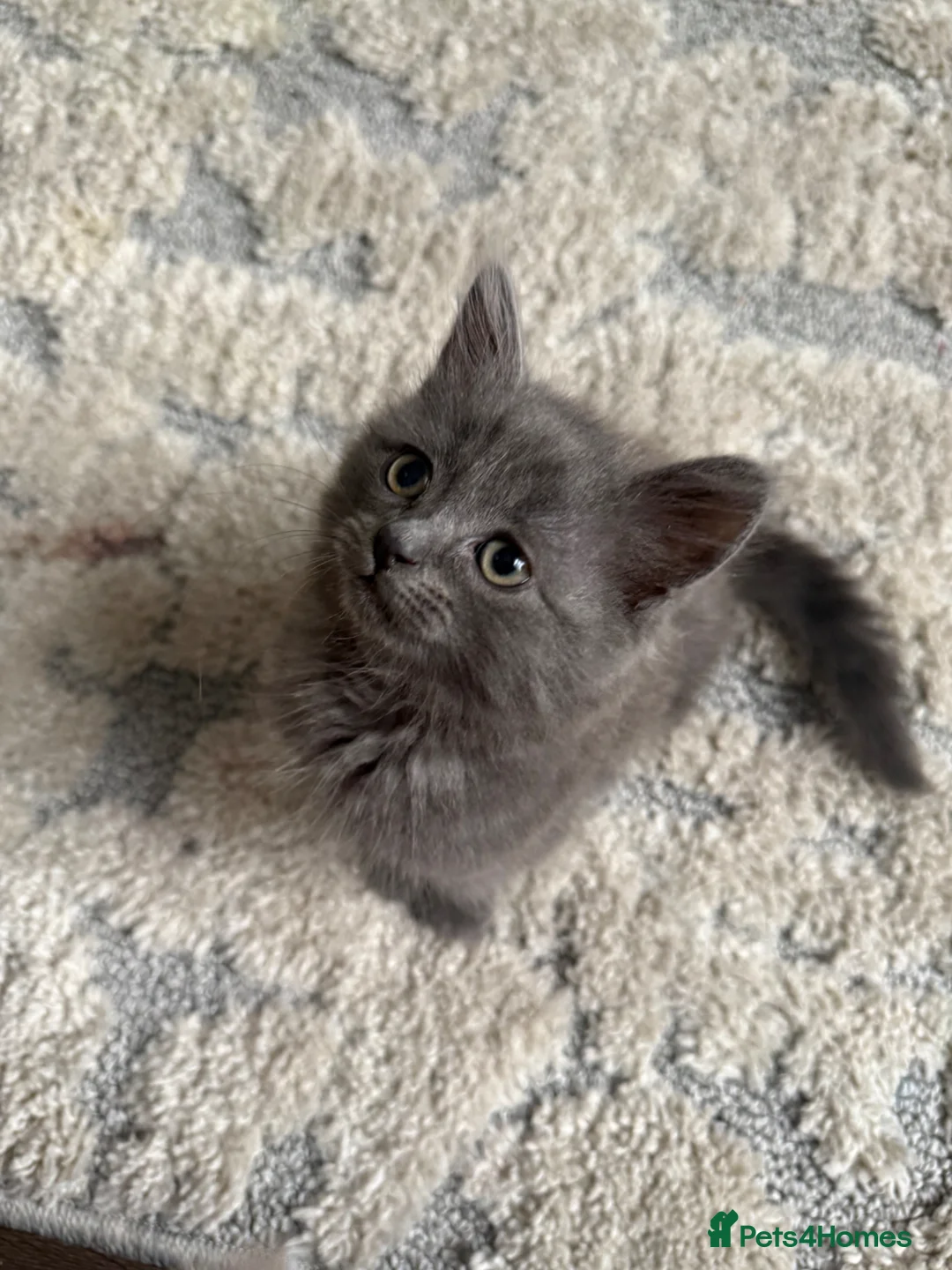 British Shorthair cats for sale: Mixed Russian blue and British blue kittens  - Advert 2
