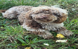 Cockapoo dogs for sale: Beautiful chocolate merle cockapoos  - Image 19