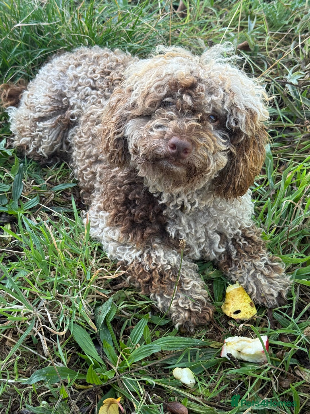Cockapoo dogs for sale: Beautiful chocolate merle cockapoos  - Image 19
