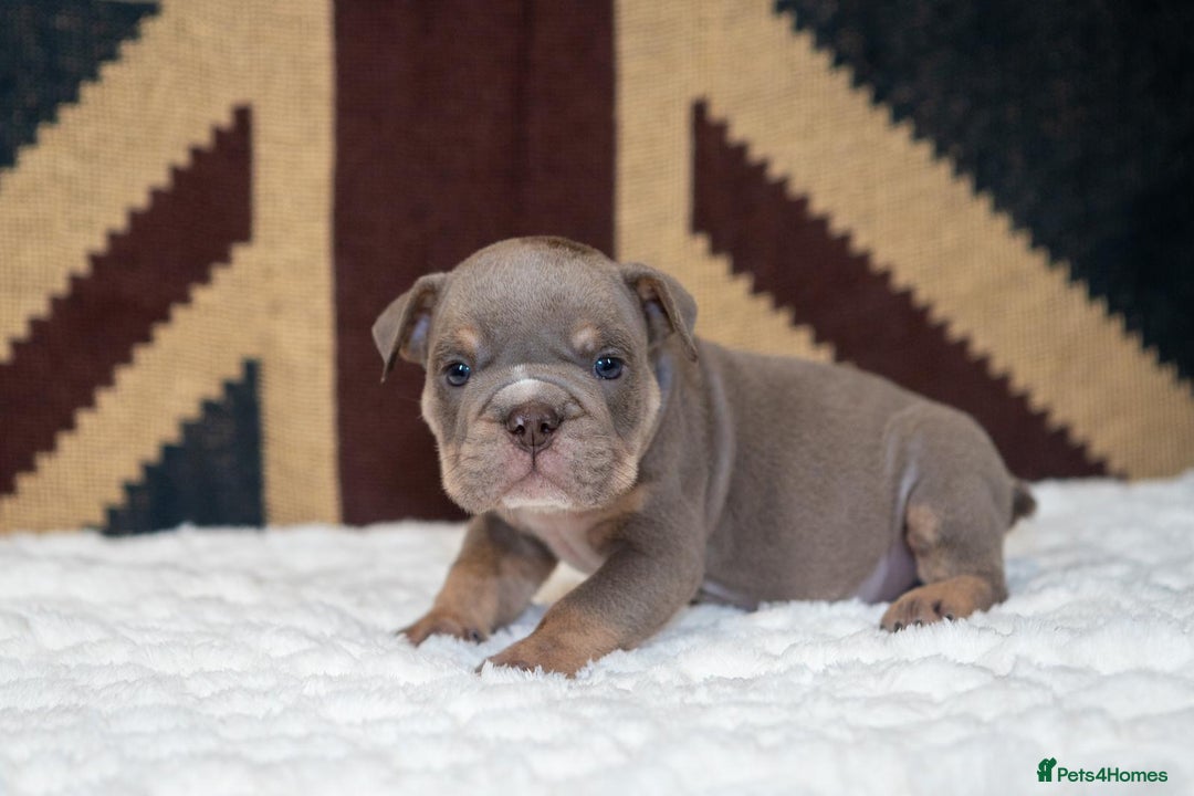 English Bulldog dogs for sale: For sale: 7 English Bulldog Puppies - Image 22