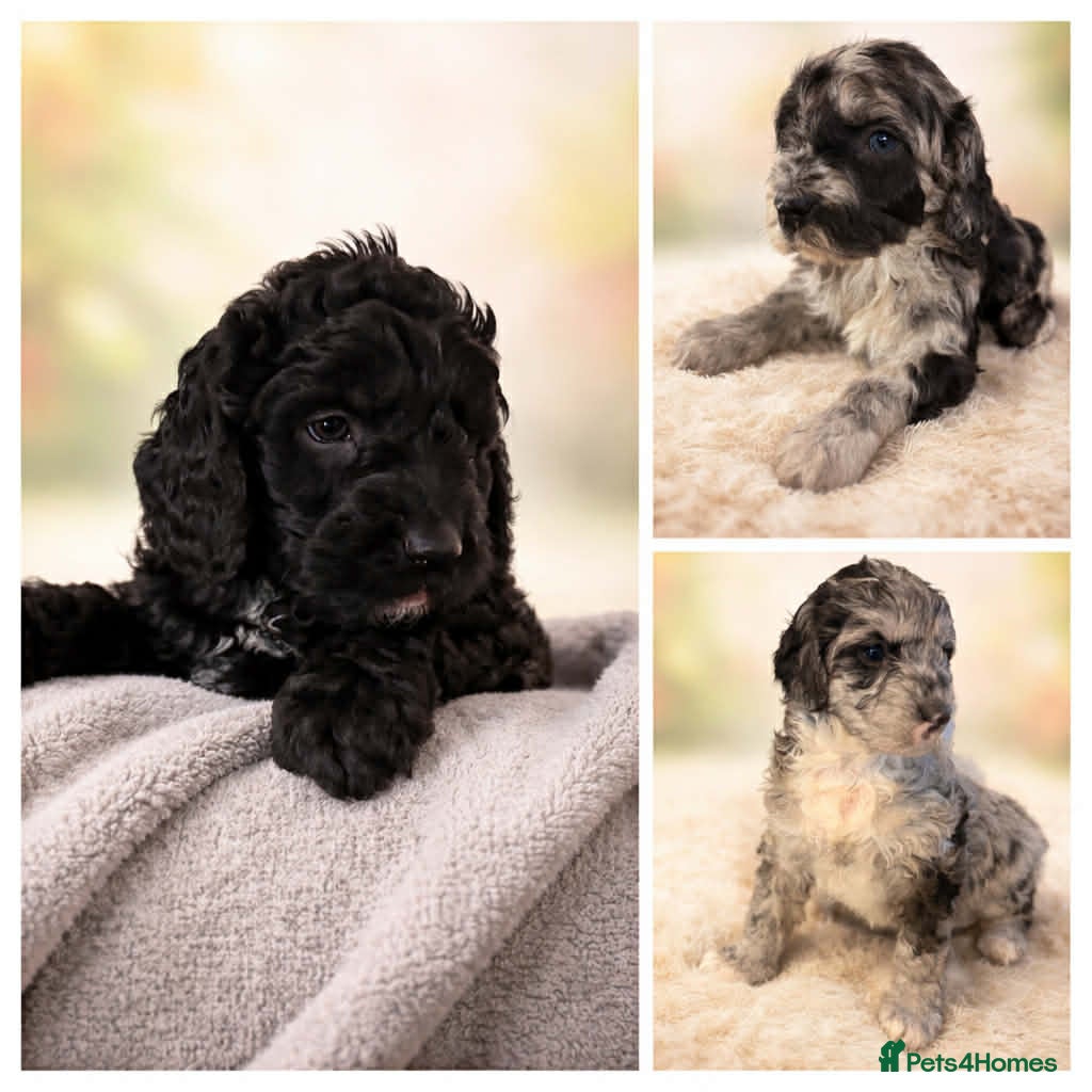 Australian Labradoodle dogs AUSTRALIAN LABRADOODLE 2 Boy 1 Girls - Advert 1