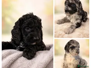 Australian Labradoodle dogs AUSTRALIAN LABRADOODLE 2 Boy 1 Girls - Advert 1
