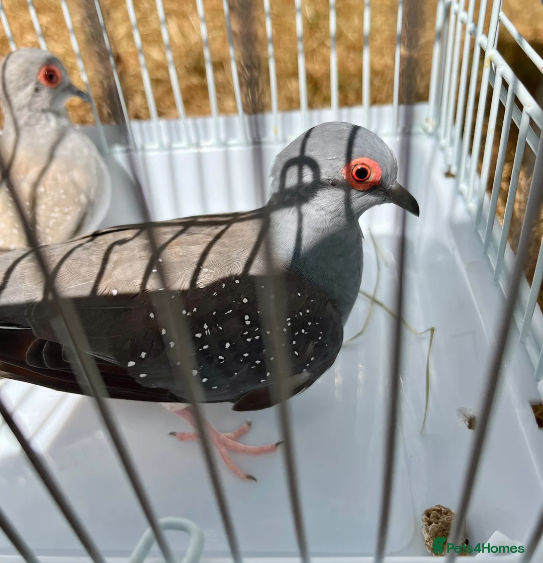 Doves birds for sale: Beautiful diamond doves for sale - Advert 2