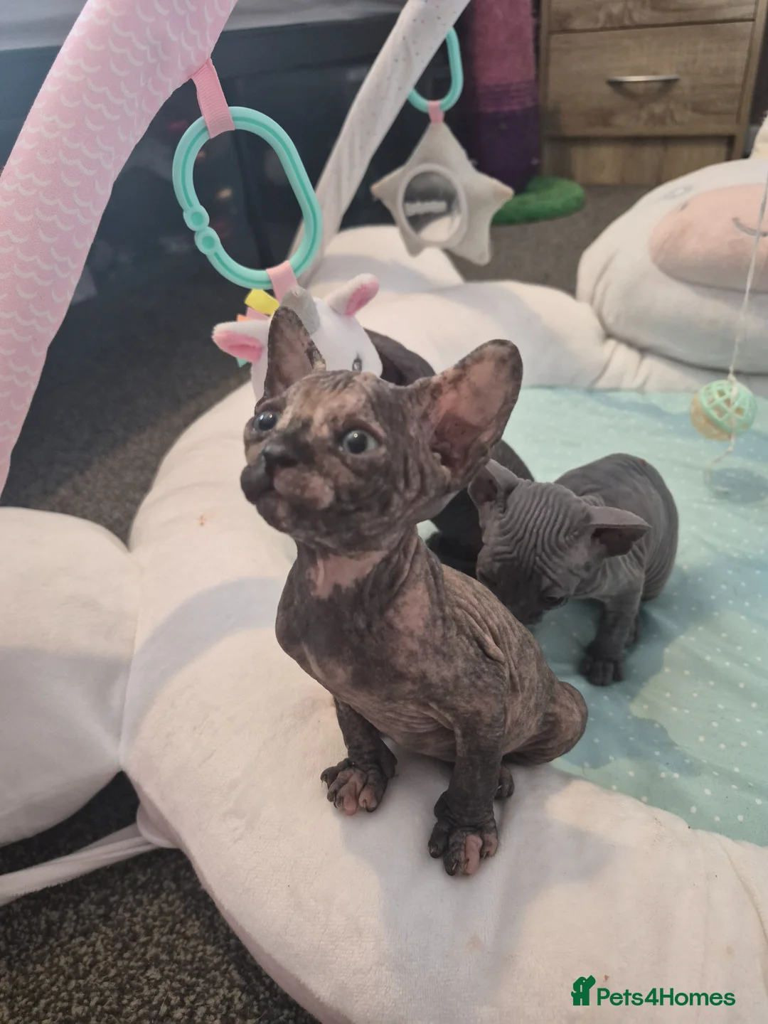 Sphynx cats for sale: Sphynx kittens 5 Tica generation certificate  in Belfast - Advert 15